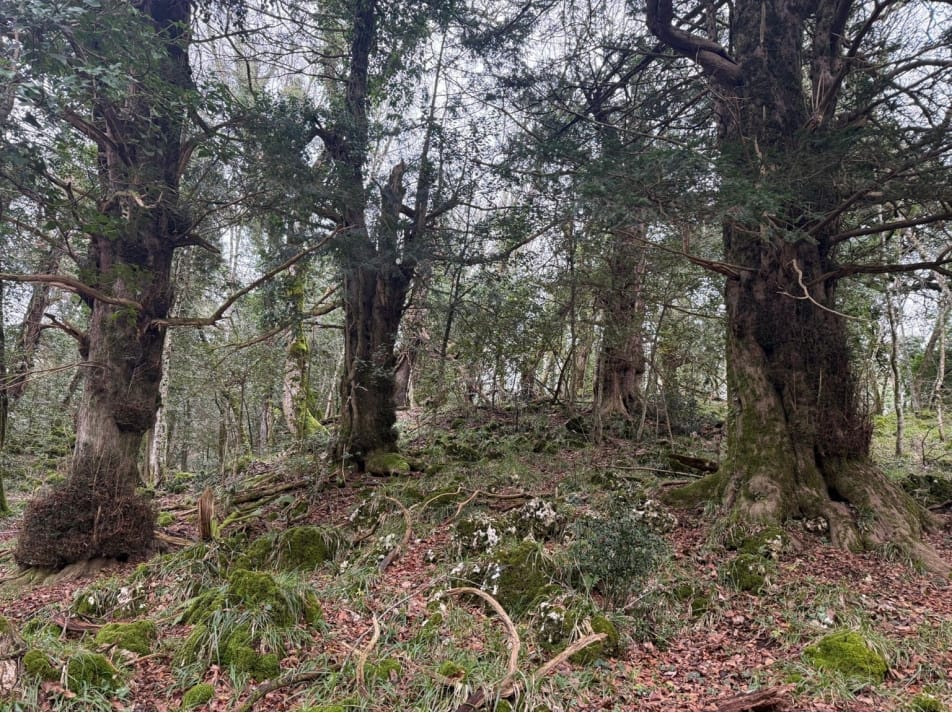 Galleria Foreste di Puglia: riconosciuto il Bosco vetusto “Falascone” e approvate le nuove linee guida per i vivai forestali - Diapositiva 6 di 10