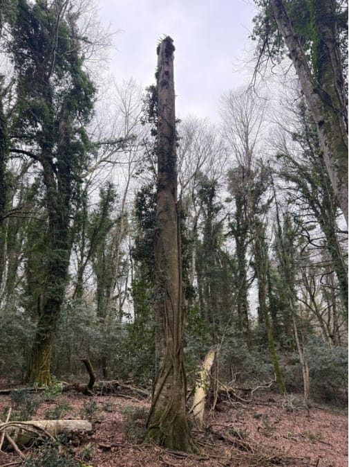 Galleria Foreste di Puglia: riconosciuto il Bosco vetusto “Falascone” e approvate le nuove linee guida per i vivai forestali - Diapositiva 5 di 10